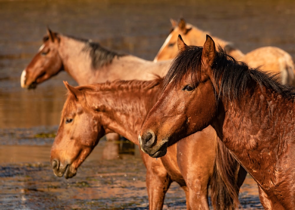 Four salt river wild horses stand together.