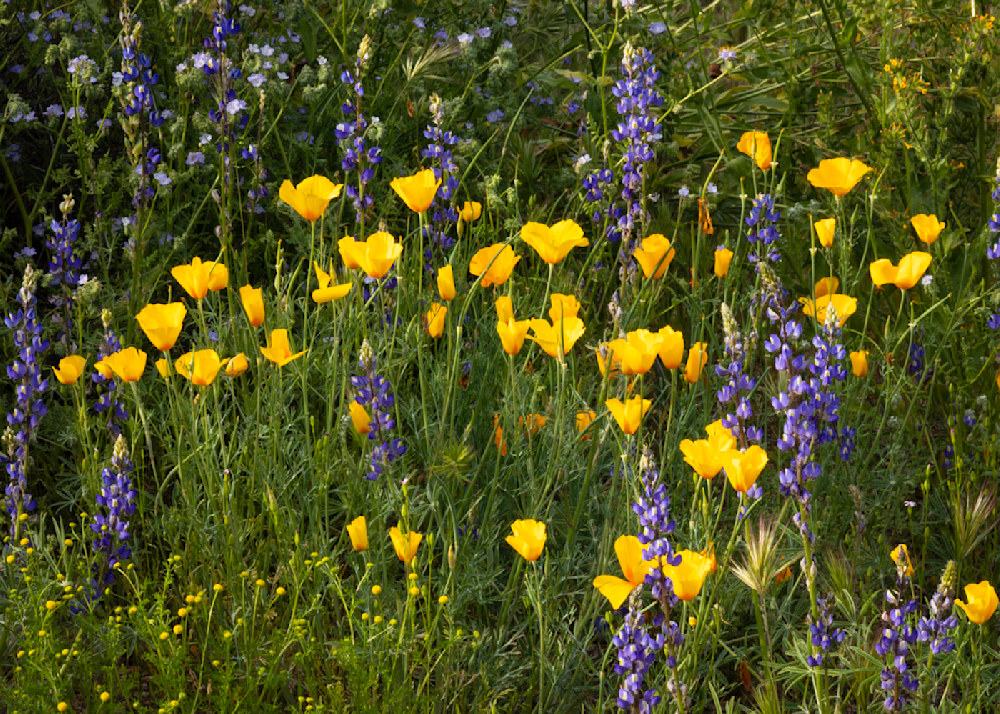 Poppies and lupins add color to a field of green grass.