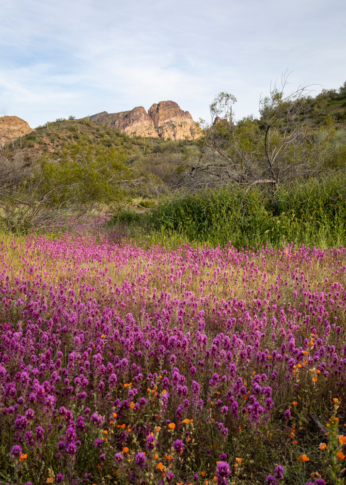A field of Indian Paintbrushes cover the ground of Arizona's Salt River landscape.