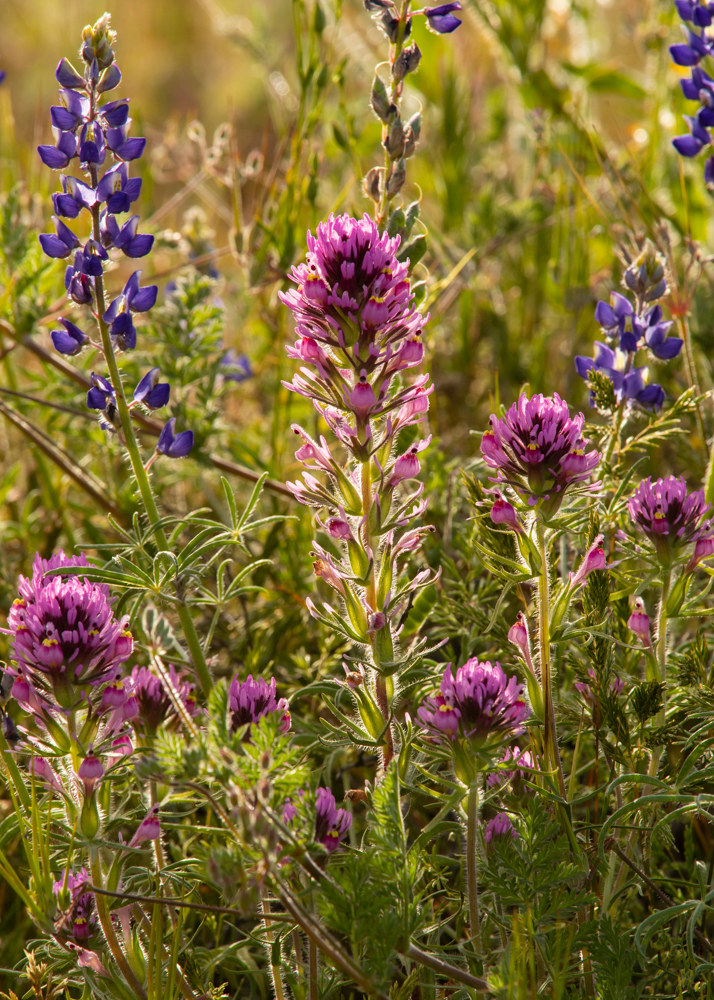 Indian paintbrush blooms and purple lupins.