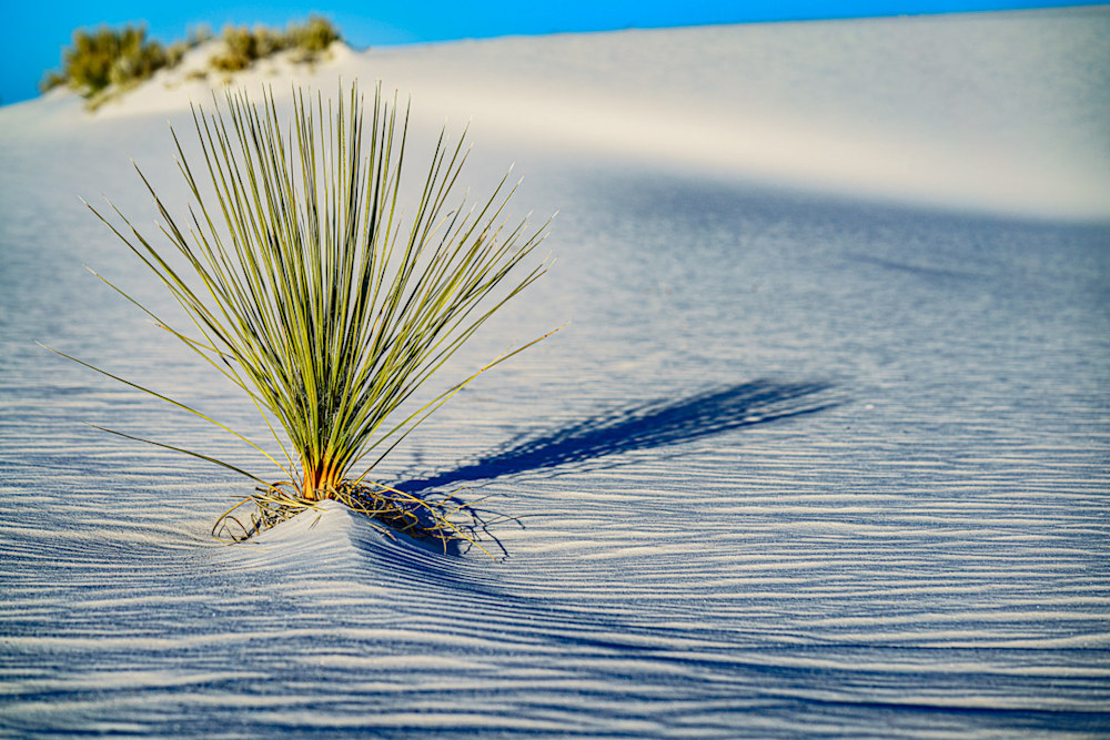 a tiny palm grows in the sand