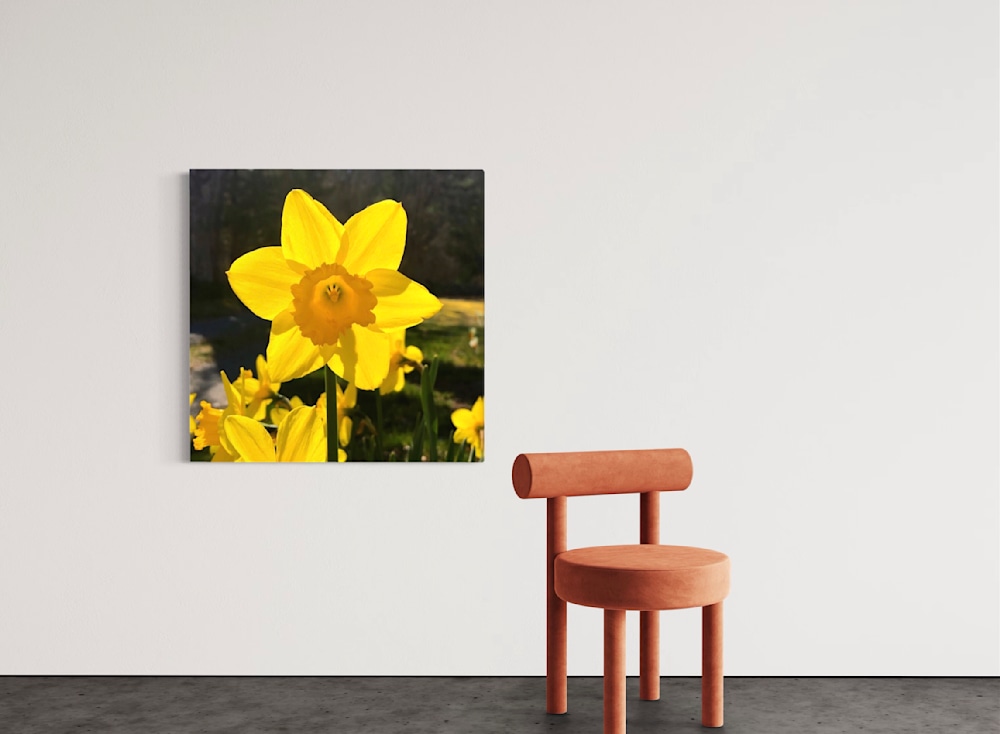 Daffodil prints