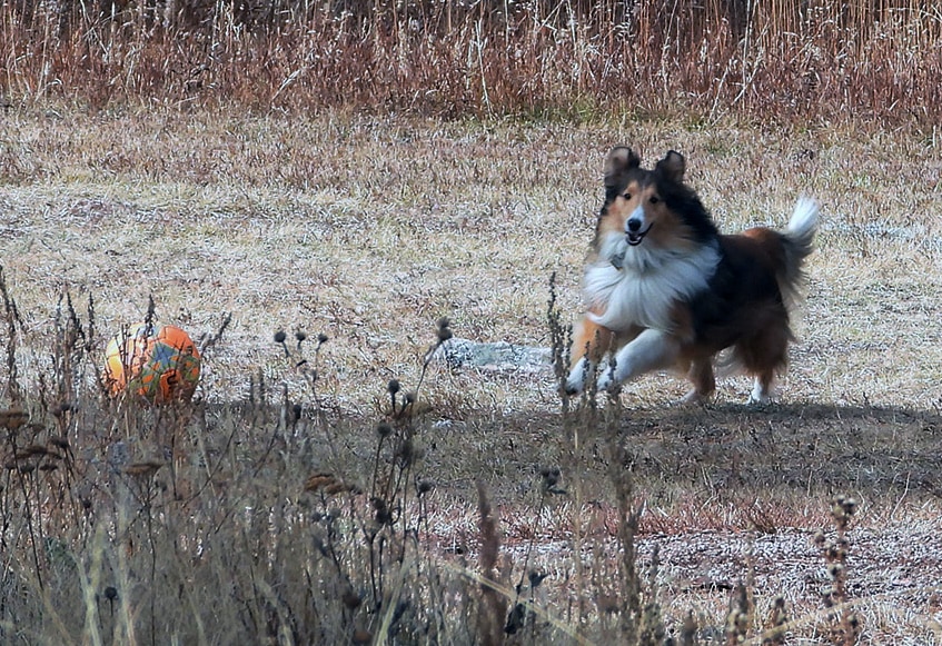 sheltie running after an orange soccer ball