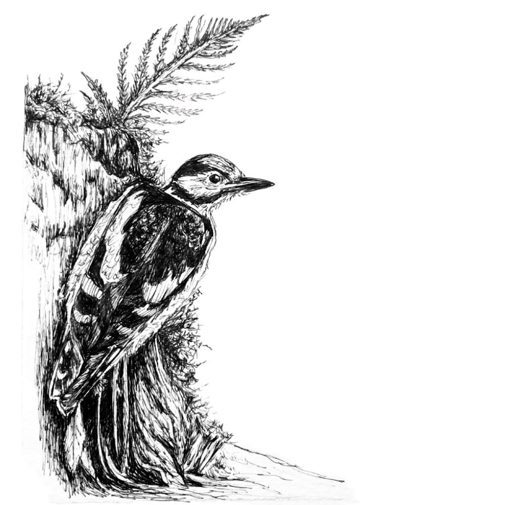 Greater Spotted Woodpecker Illustration in Pen & Ink by B. MacPherson
