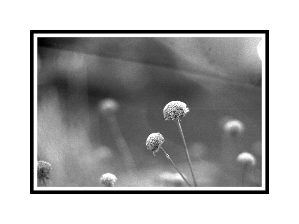 black and white photograph of dried wildflowers