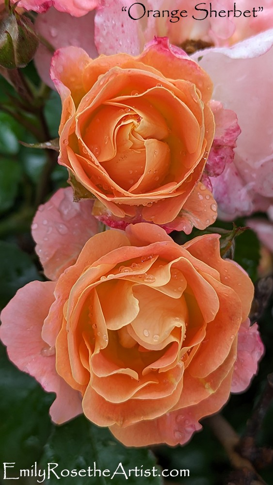 Orange Sherbet, rose, roses, orange roses