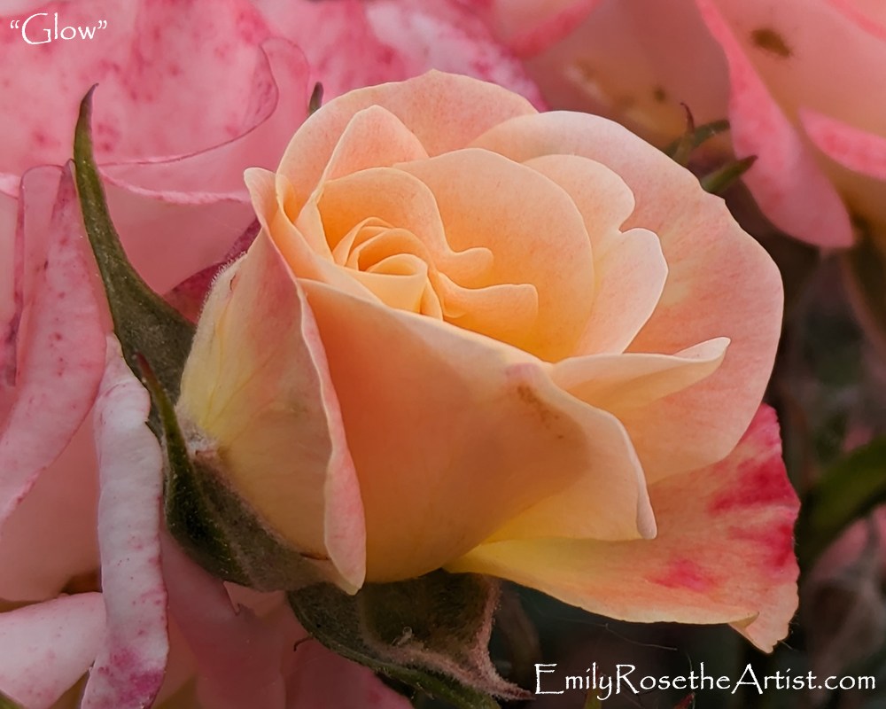 Glow, rose, bloom, blooming, blooming rose, flower, blooming flower
