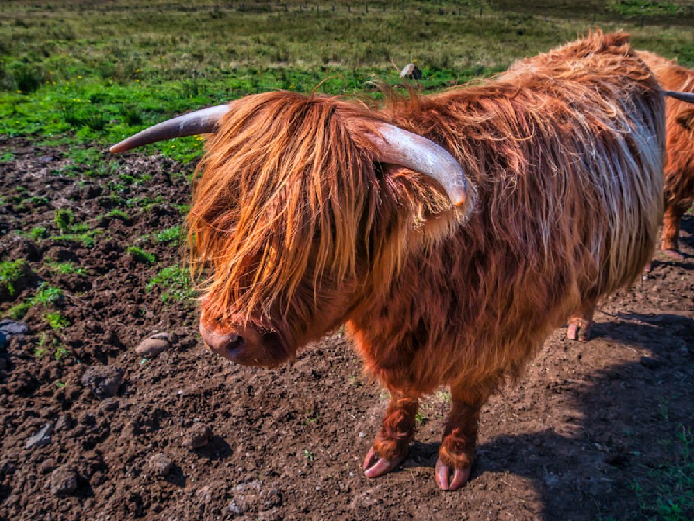 An Atlanta photographer captures a photo of a Highland cow on the Isle of Skye in Scotland