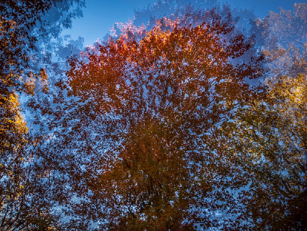 An Atlanta photographer capturing a multiexposure of a fall tree.