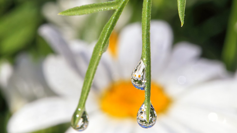 Close-up of dew droplets clinging to green stem, reflecting a daisy flower in the background