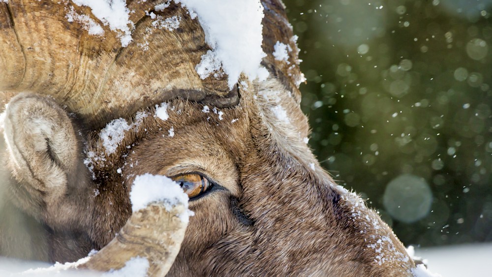 Close up of a bighorn ram in the snow