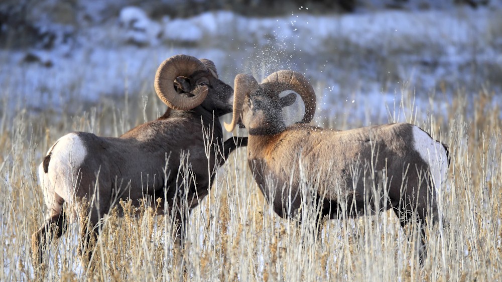 Two Bighorn Rams challenging each other for ewes