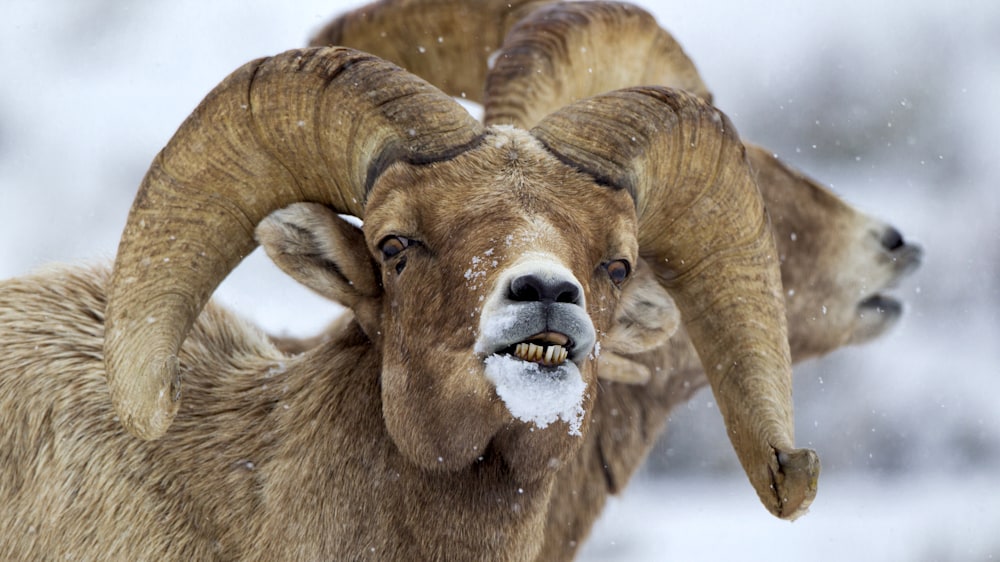 Bighorn Ram Flehmen Response
