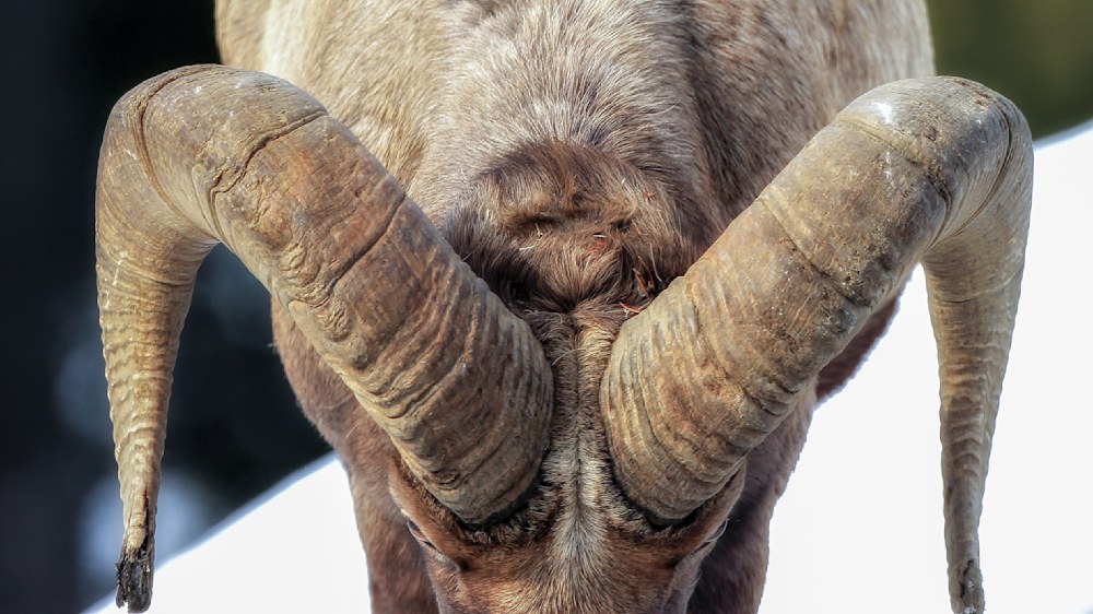 Bighorn Ram Head Butting Rituals
