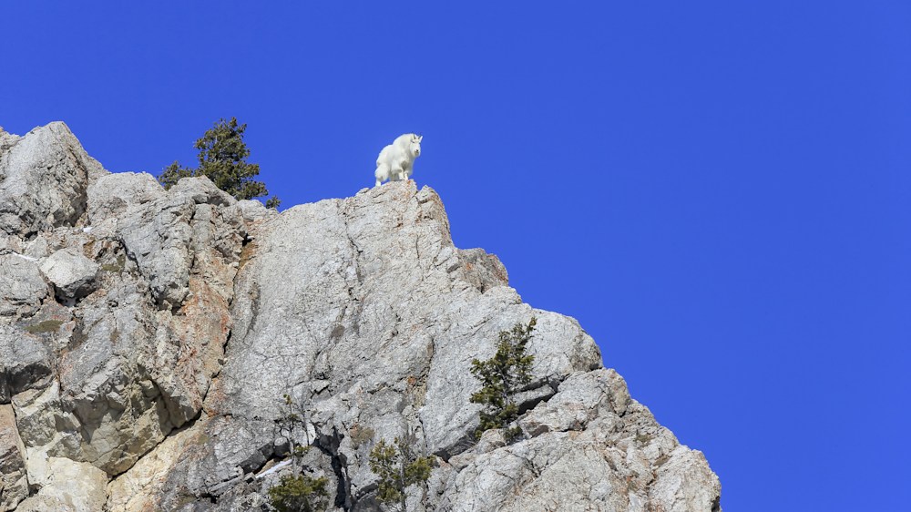 A wildlife image of a mountain goat in the wilderness of Wyoming