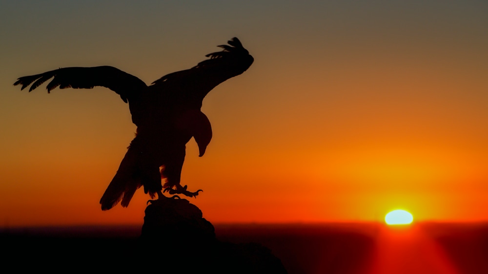 Silhouette of a bald eagle perched at sunrise, wings poised in golden light