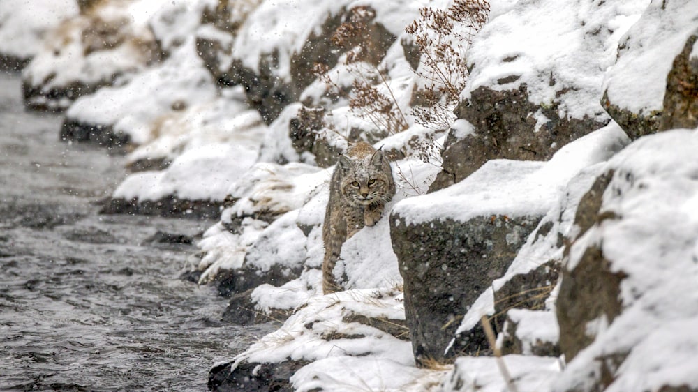 Bobcat Hunting On Madison River
