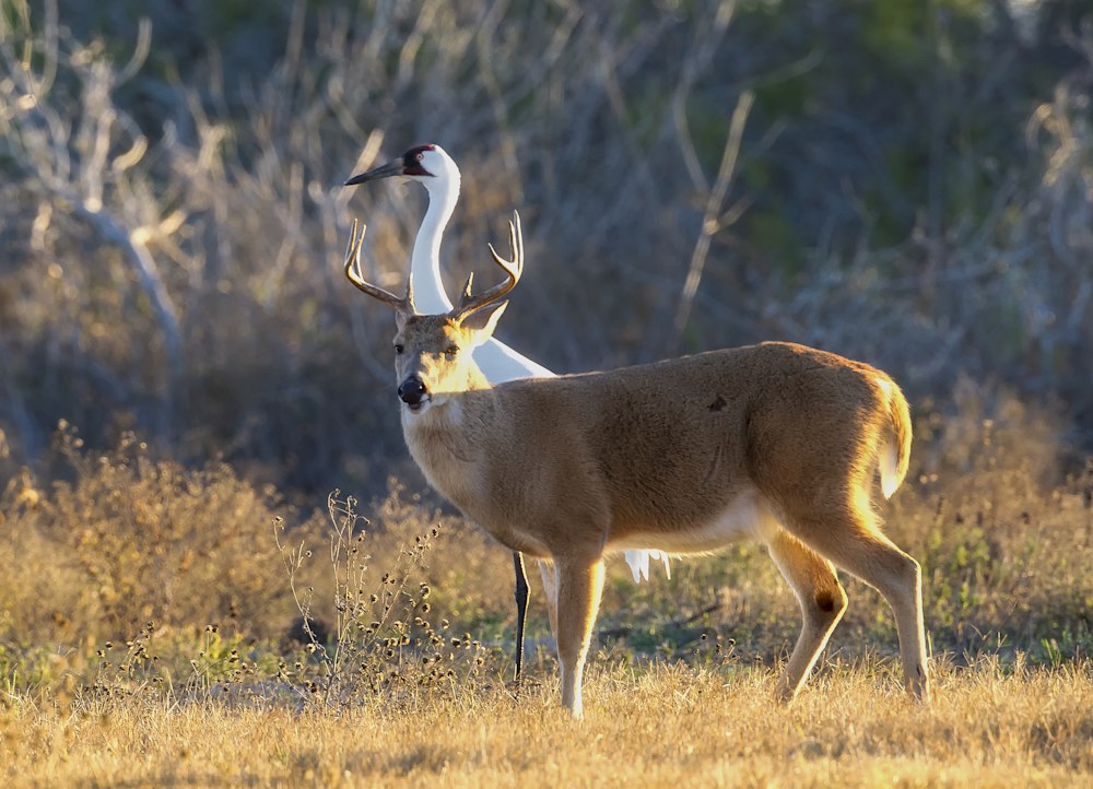 Whooping Crane and White-Tailed Buck