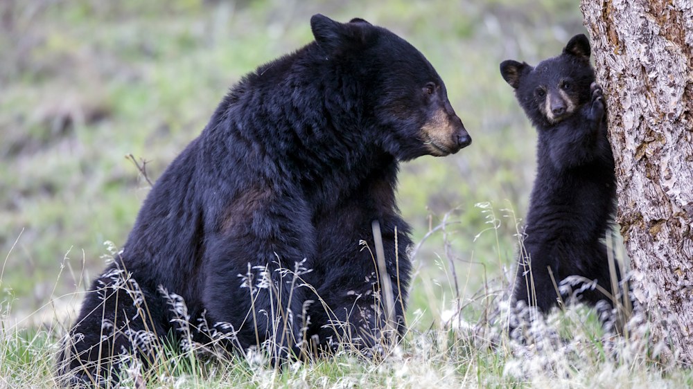 Black Bear | Species Overview, Habitat, Diet, Behavior & More