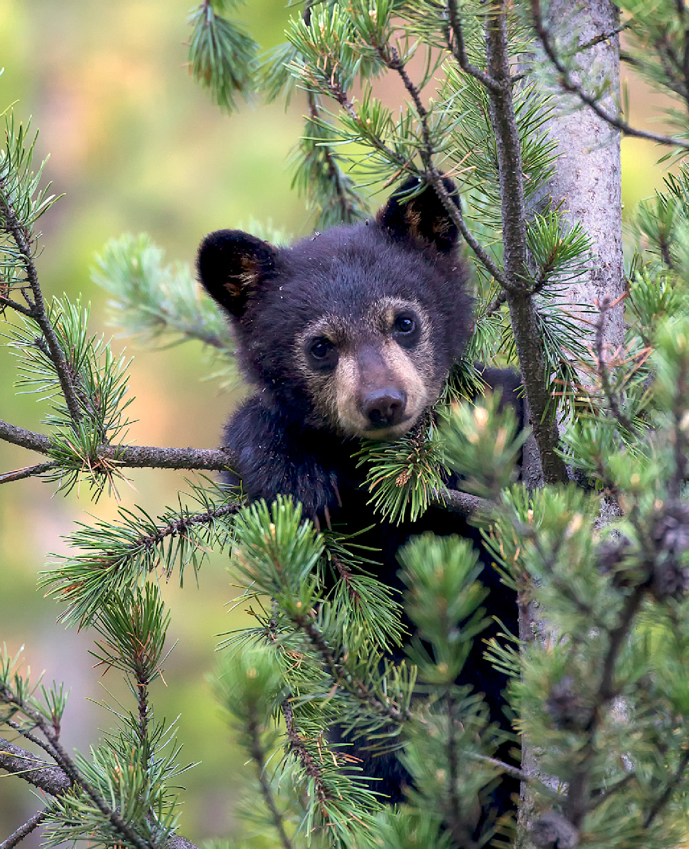 Black bear cub nestled high in a pine tree, looking through the green branches with soft alertness