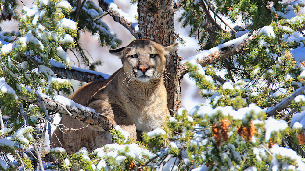 Cougar wild fashion cat