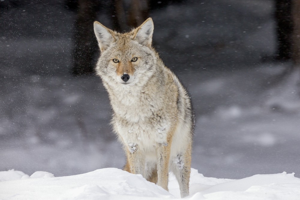 Winter Coyote in Wyoming