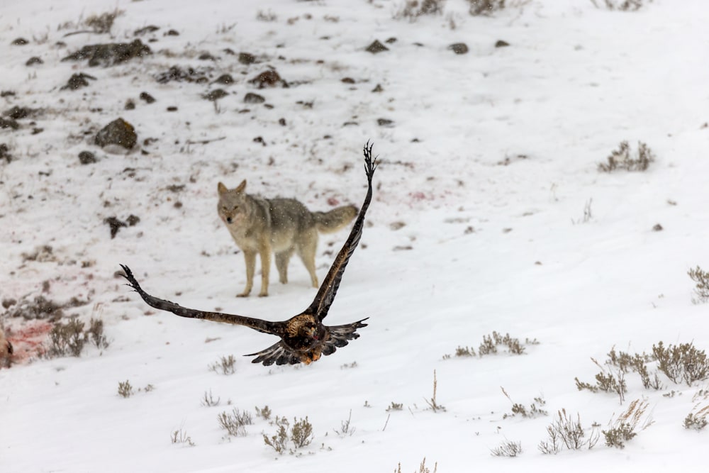 Golden eagle flying over a Yellowstone carcass site with a coyote nearby, illustrating species diversity, scavenger competition, and ecological relationships in a winter ecosystem