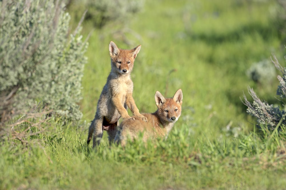 Coyote pups resting in grassland den habitat during early morning light