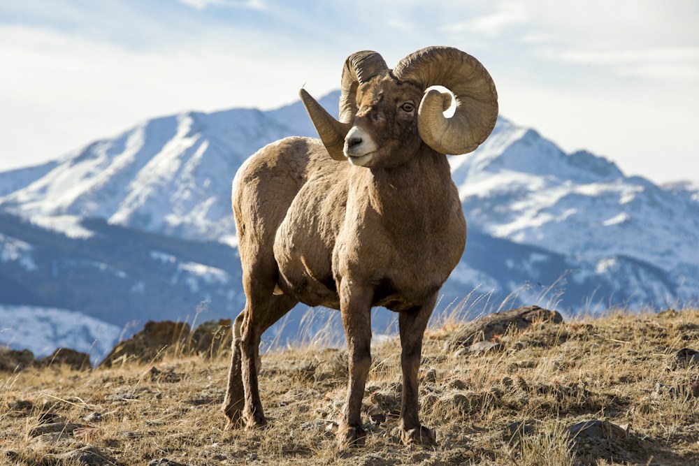 Bighorn Sheep: Insights Into Rocky Mountain Bighorns