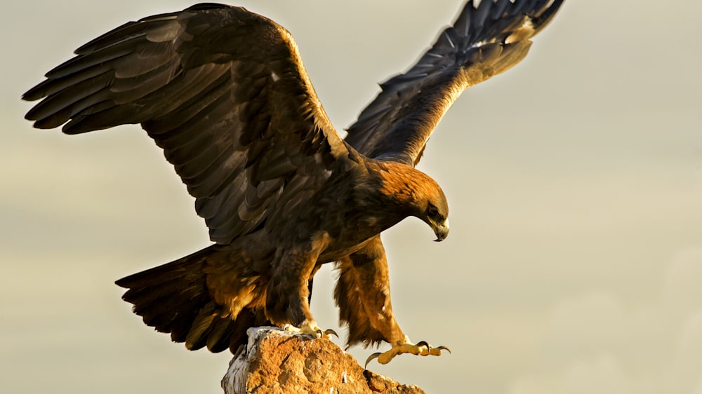 Golden Eagle in the Colorado Mountains