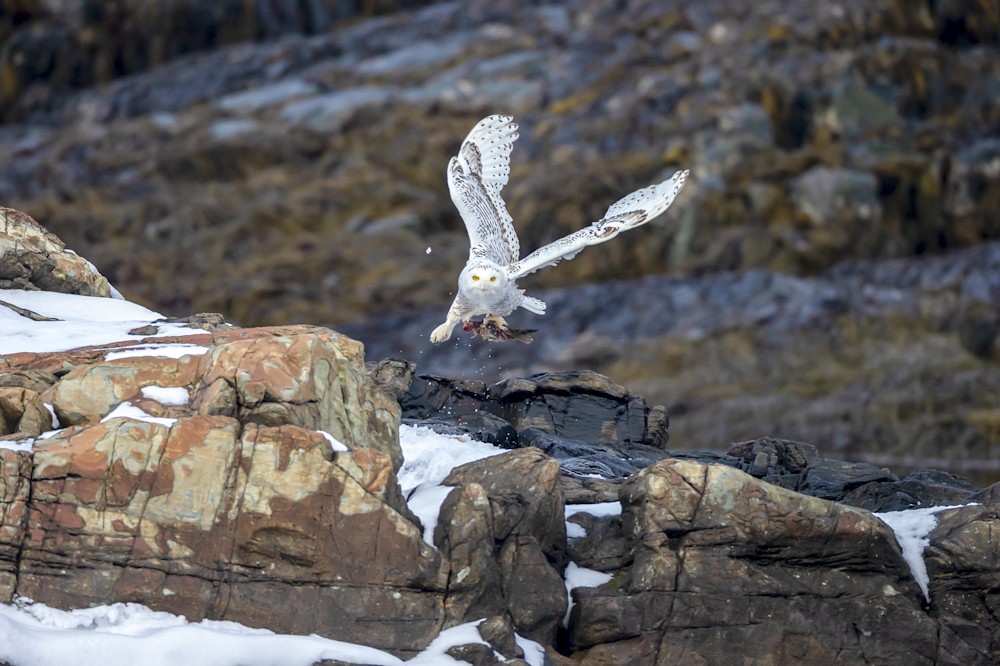 Bird of prey soaring through open sky representing the power and grace of raptors