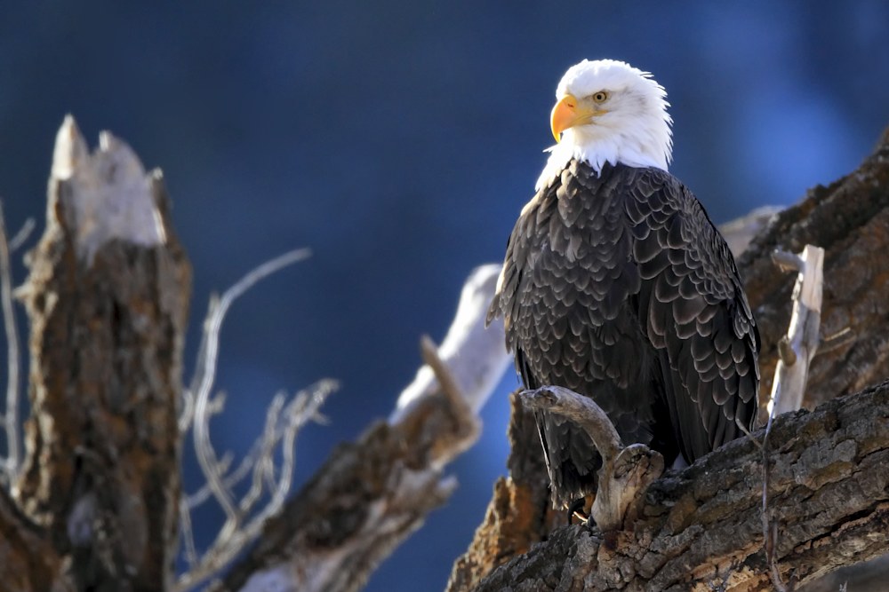 Bald Eagle Life Cycle, Behavior, Habitat, and Conservation of America