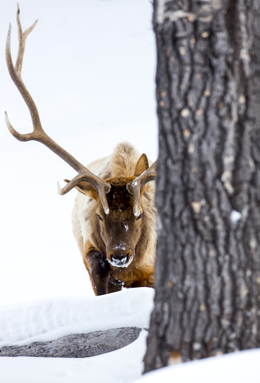 Bull Elk Photograph
