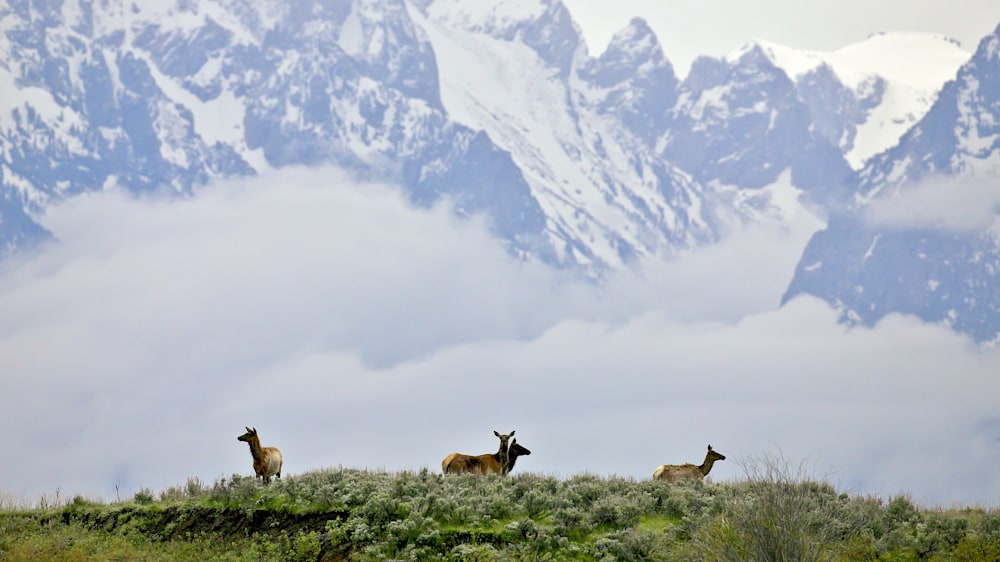 Elk beneath low clouds and fog in Grand Teton National Park photographed by Robbie George