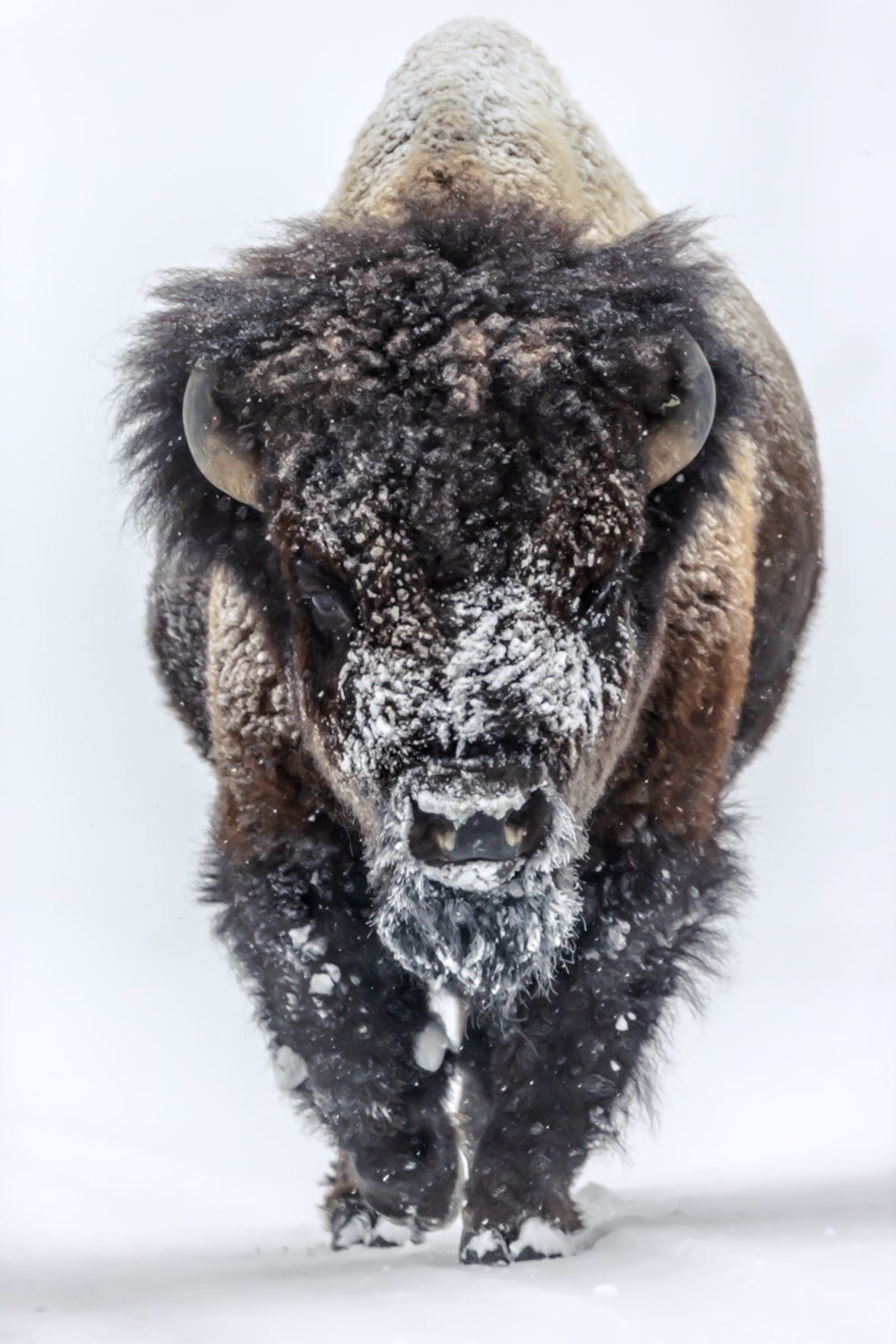 Bison in Wyoming Winter
