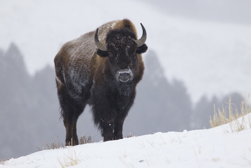 American Bison vs. Buffalo: Unveiling the Icons of the Wild - Robbie ...