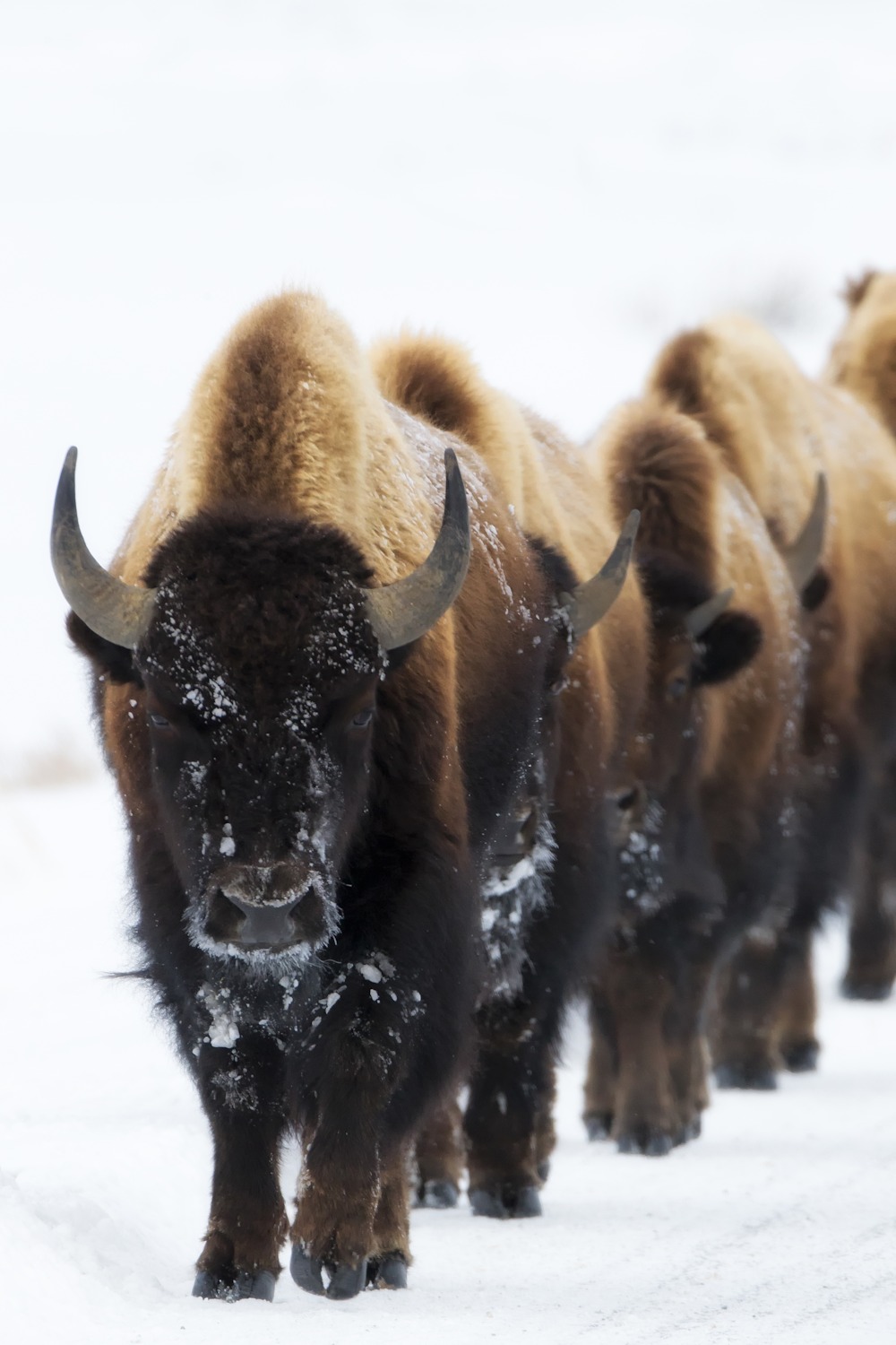 American Bison vs. Buffalo: Unveiling the Icons of the Wild - Robbie ...