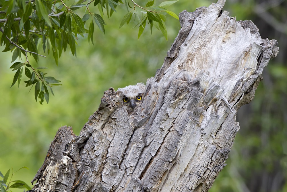 Great horned owlet peeking from the hollow of a weathered tree trunk surrounded by soft green leaves