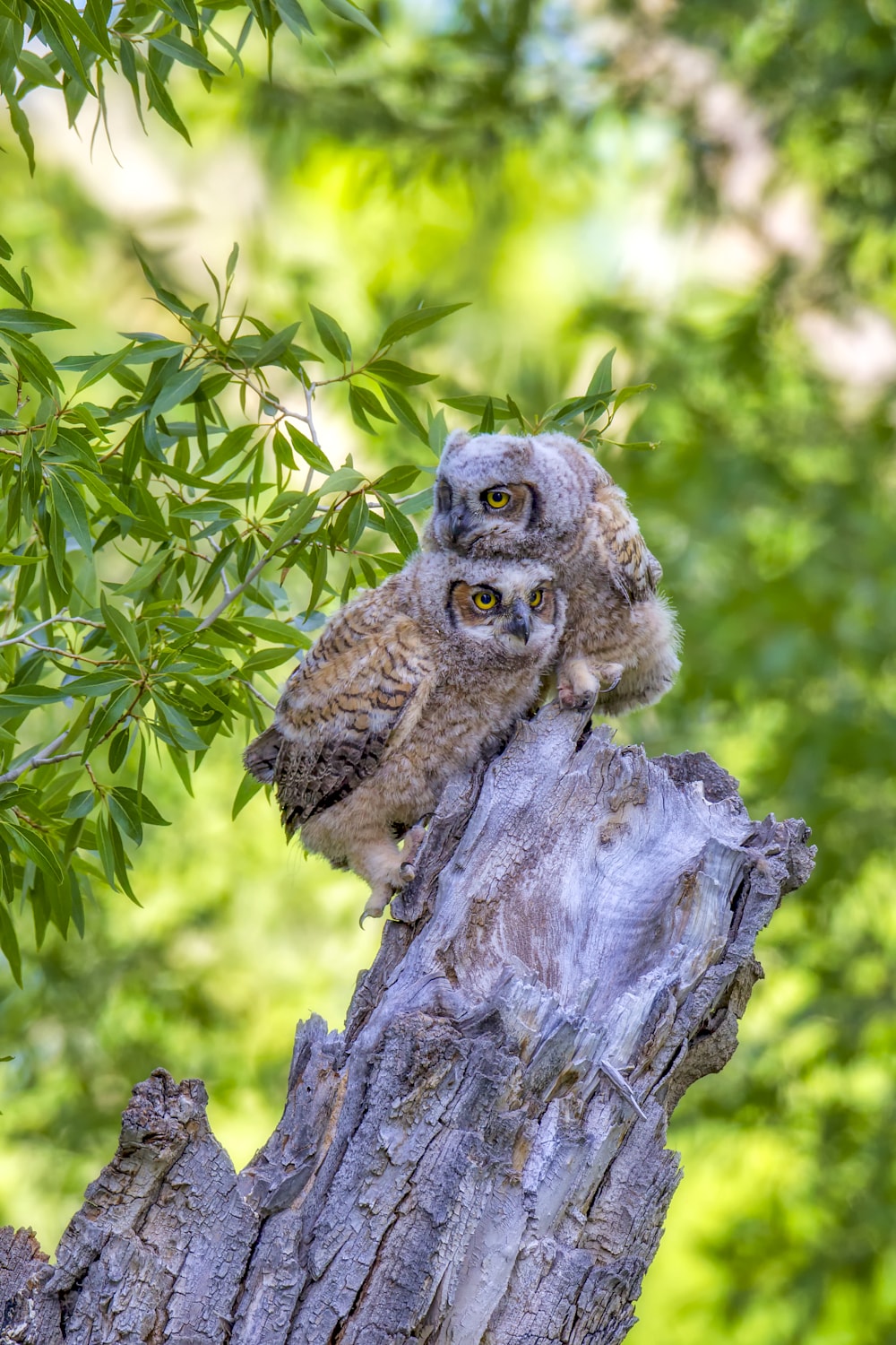 Two great horned owlets perched on a weathered tree trunk, surrounded by spring green — a portrait of growth and becoming