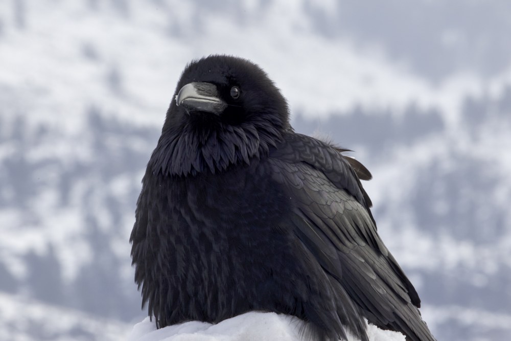 Common Raven in the Rocky Mountains