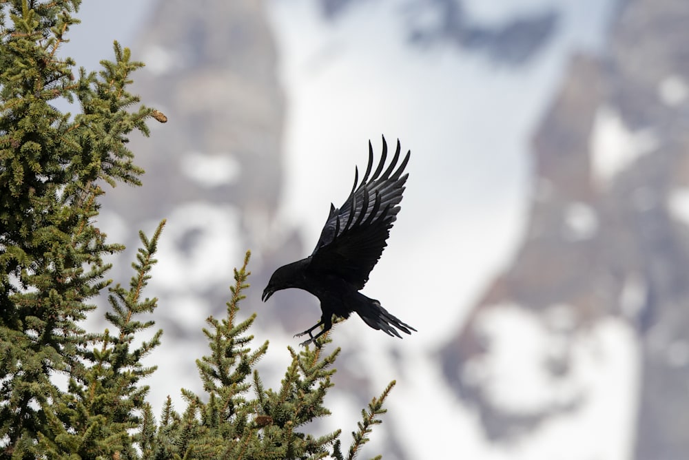 Common Raven Landing on Pine Tree