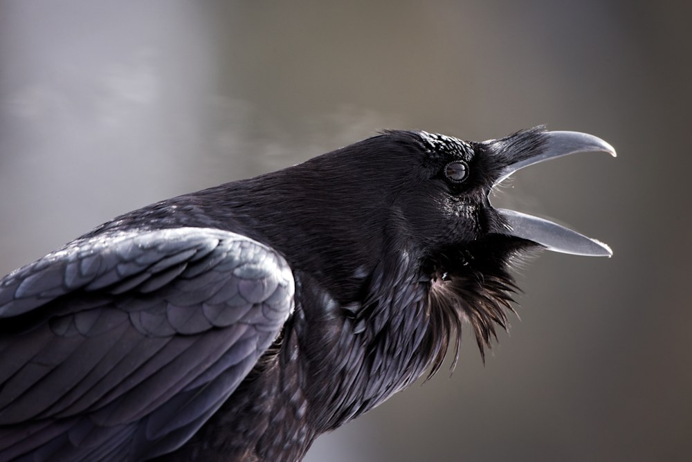 Common Raven in Wyoming
