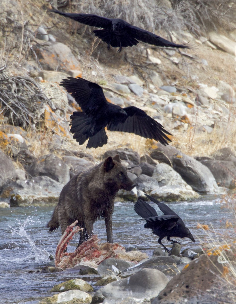 Ravens and a Black Wolf