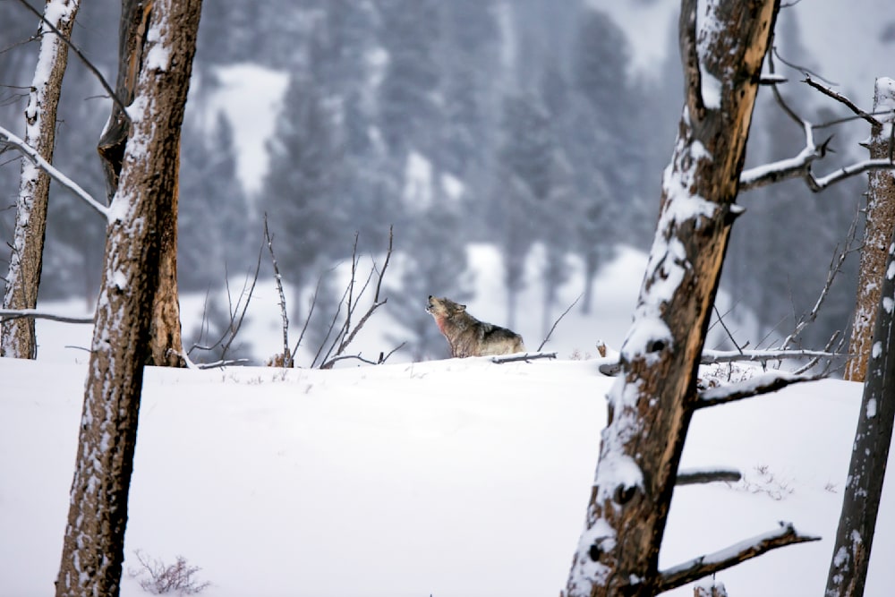 Gray wolf howling in the snow, framed by snowy trees in a winter wilderness landscape