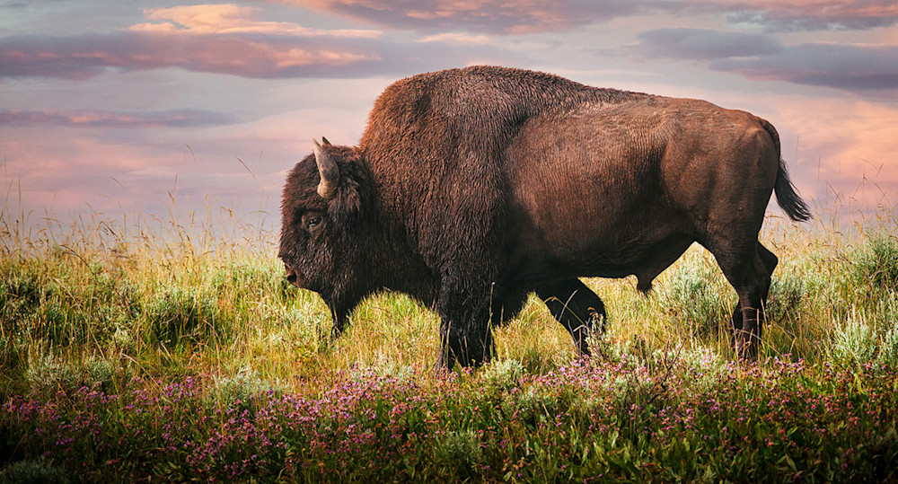  bison with a beautiful coat walks among the wildflowers in Hayden Valley at Yellowstone National Park early one morning.