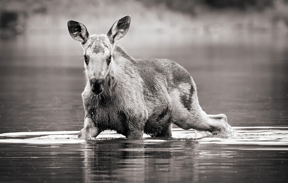 A black and white photograph of a yearling moose frolicking confidently in a pond with her mother nearby - and seemingly challenging the photographer.