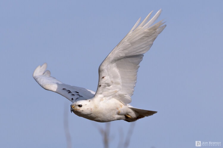 A white (leucistic) red tailed hawk flies across the blue sky.