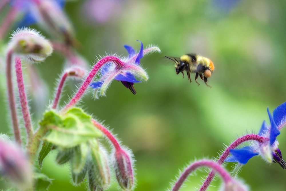 Bumblebee mid-flight approaching a vivid blue borage flower, surrounded by soft green and pink stems in early summer