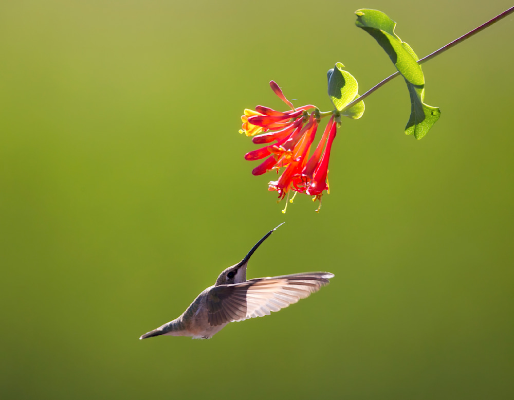 Hummingbird frozen in flight drinking from a vibrant red honeysuckle bloom against a soft green background