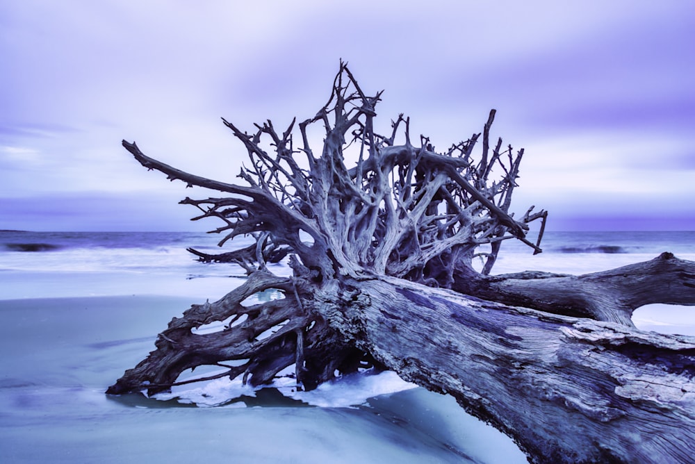 An Atlanta photographer captures a beautiful driftwood tree at Driftwood Beach Jekyll Island